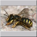 Anthidium manicatum - Grosse Wollbiene w15 10mm.jpg